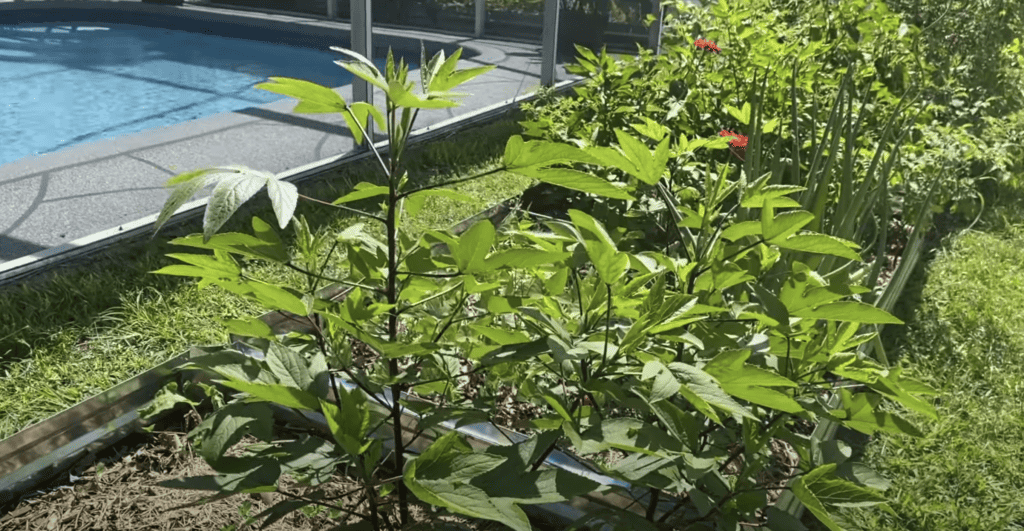 Roselle plant